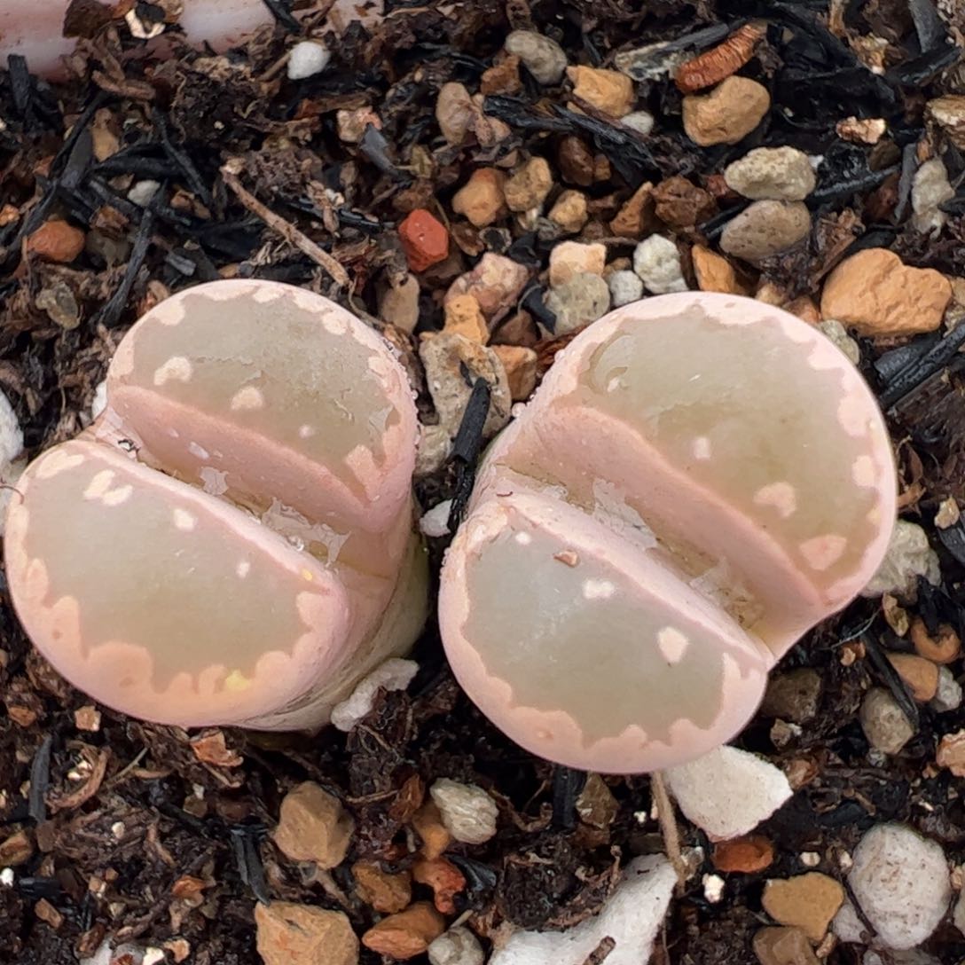 粉大牙多肉植物百科