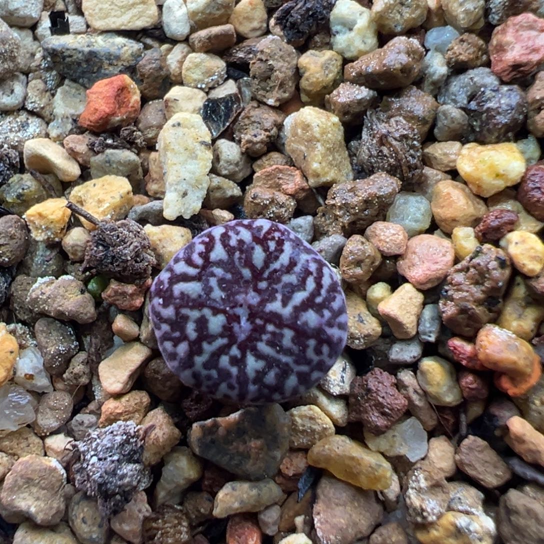 52单头bo墨后代一棵特    