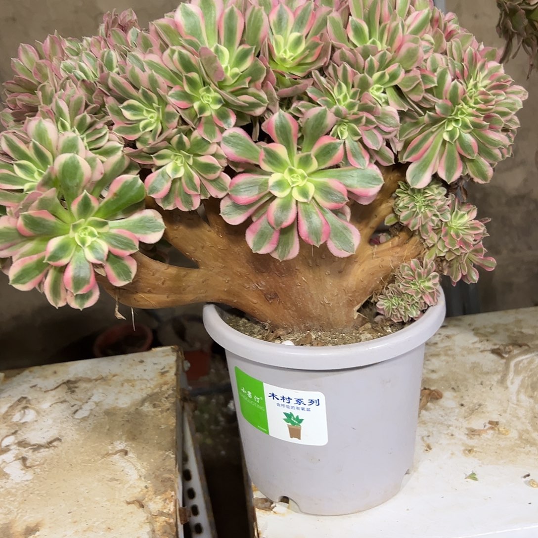 陈***子多201肉植物粉哦女巫缀花