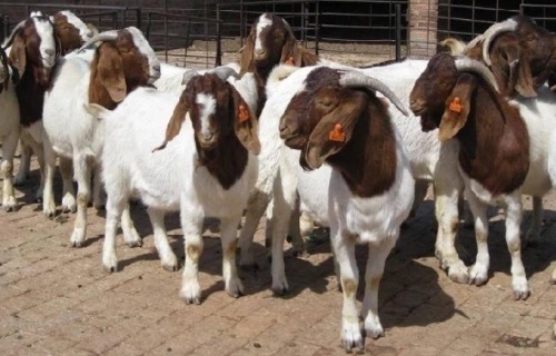 本地山羊肉，农户散养散放