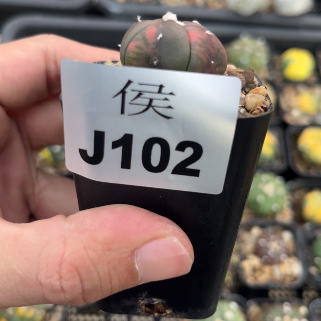 102泰系实生兜仙人球多肉植物