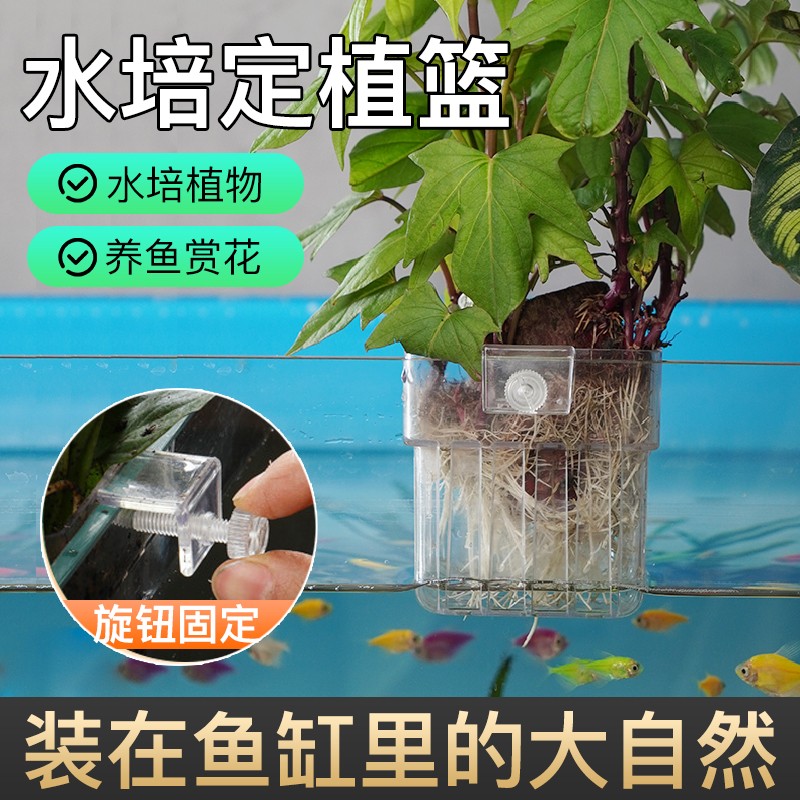 [水培红薯定植篮】水培植物蓝水草种植杯鱼缸造景装饰配件按