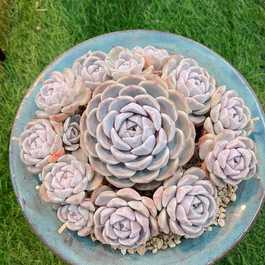 韩版泰尼汉堡精品多肉