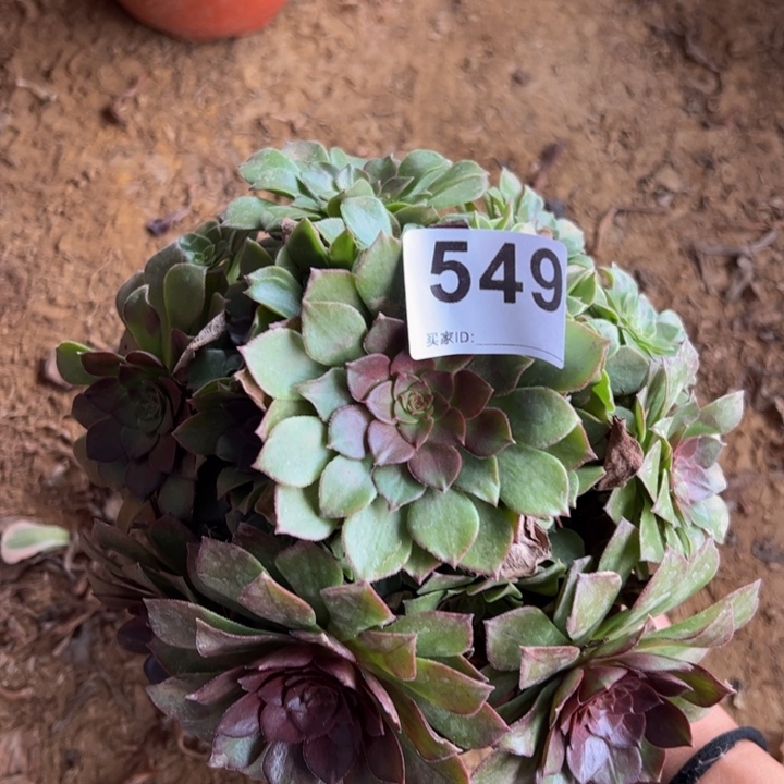 万圣节多肉植物549
