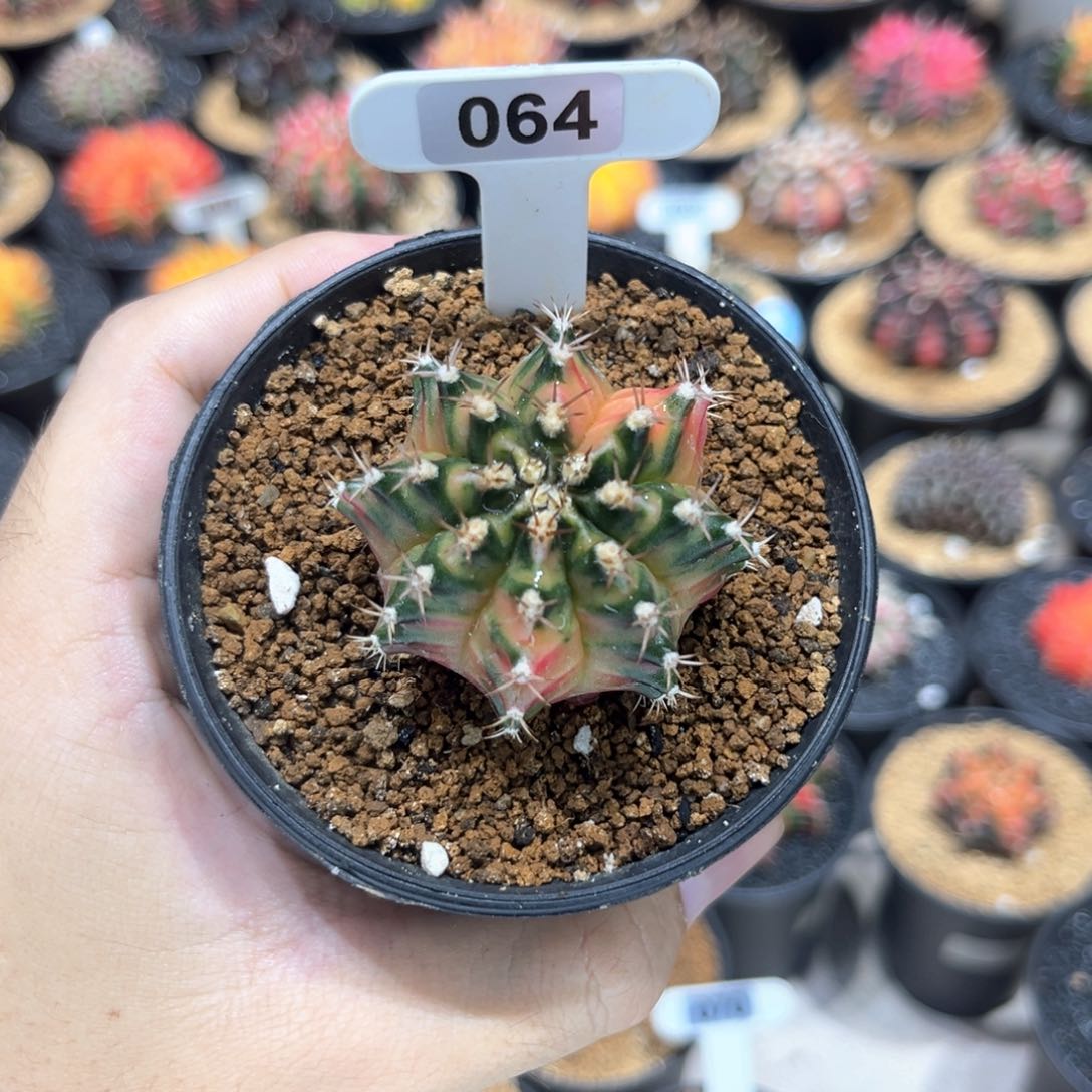 名品侧芽泰国枫叶