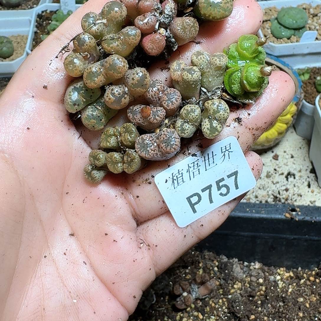 757盒多肉植物哇f c