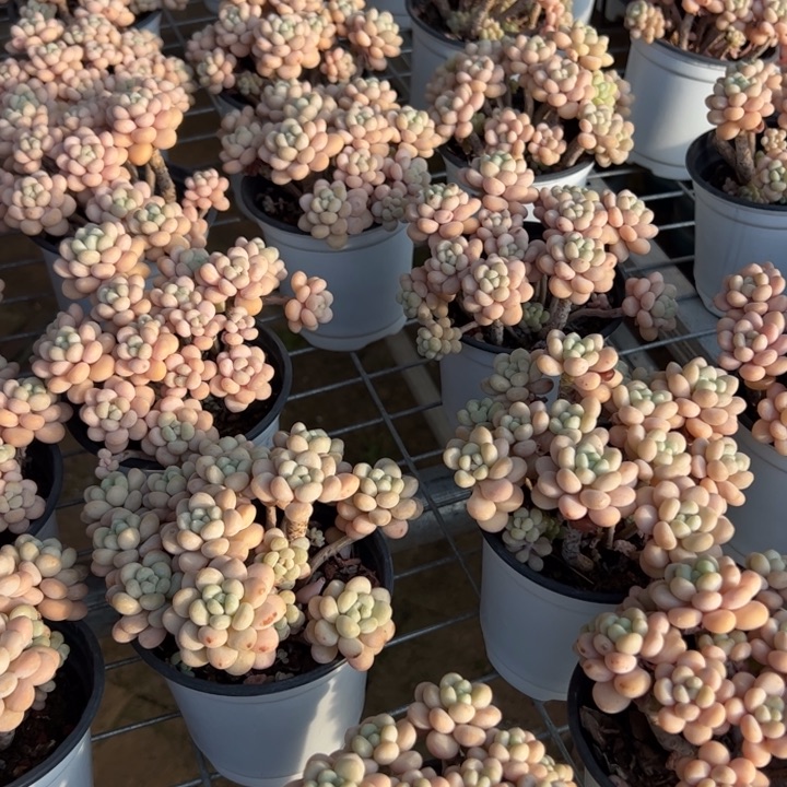 新疆包邮 洛可可