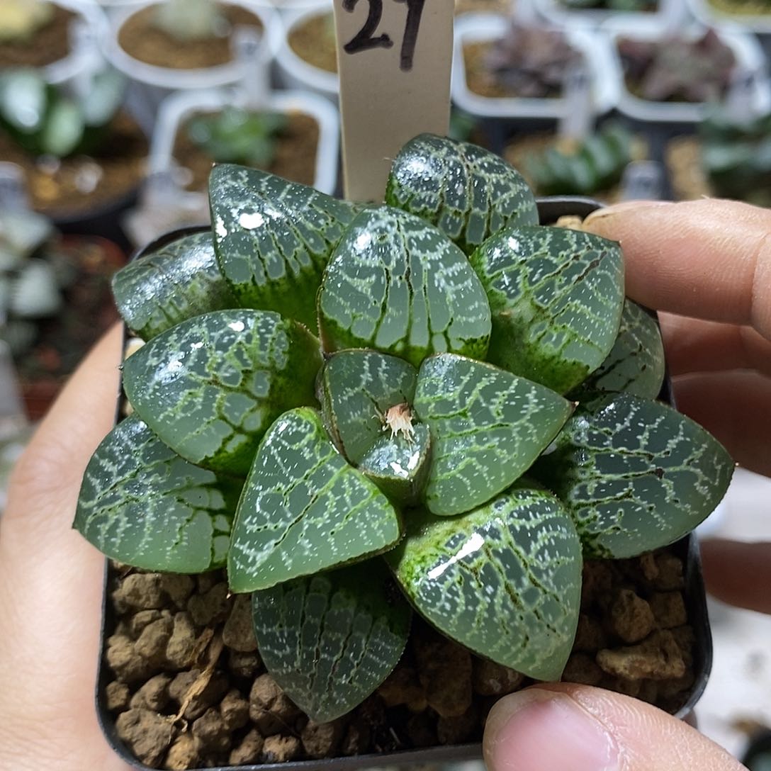 29瞳克十二卷多肉