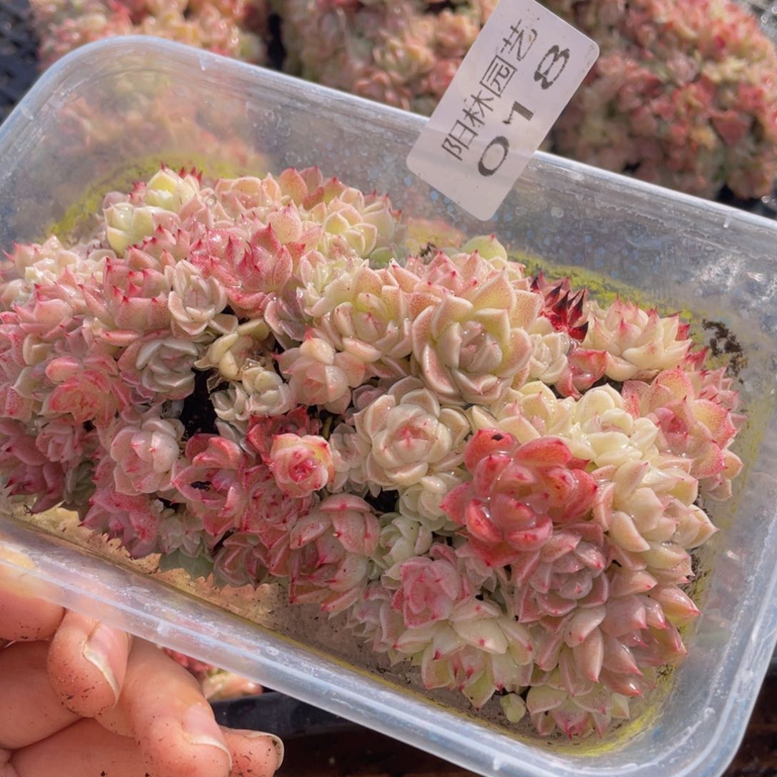 多肉植物多肉植物18