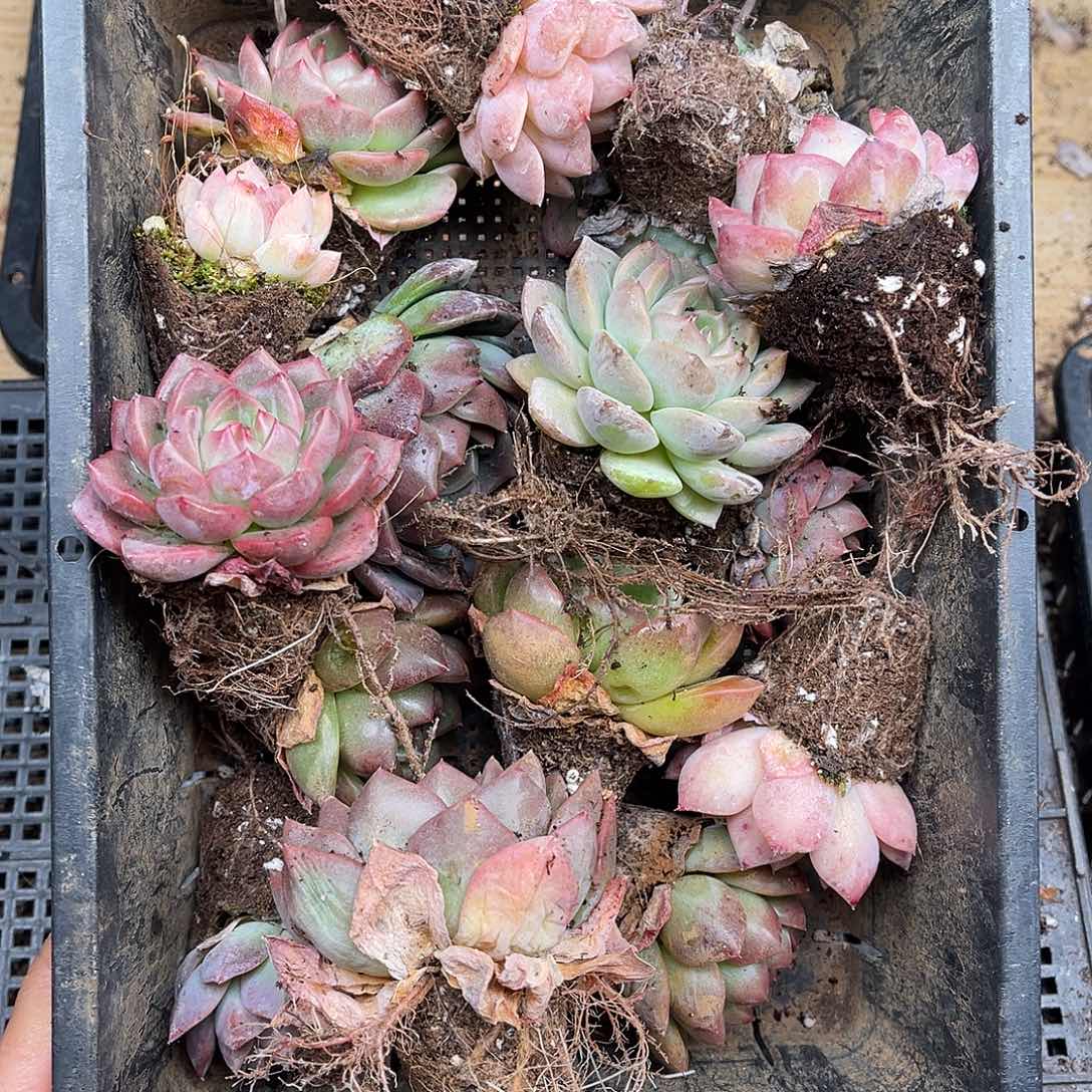 多肉一物一拍23-101