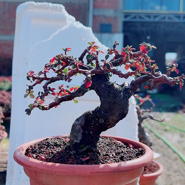 晓***友无花朵白花栒子，带盆发货，漂亮