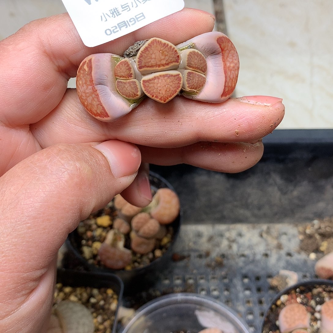 淼*W593多肉植物保护研究所