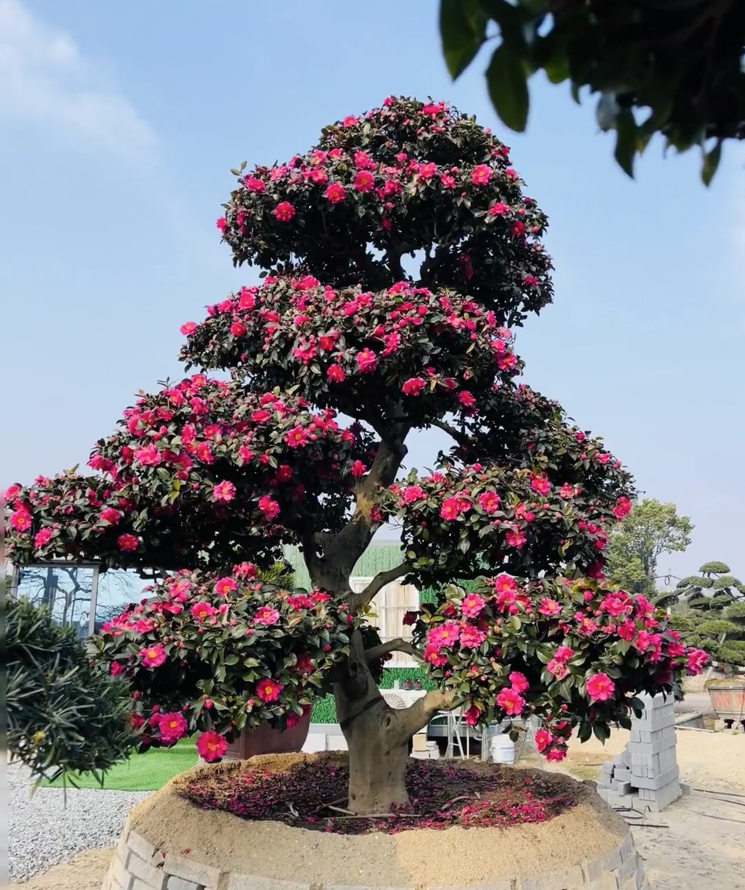 【茶梅一物一拍】财神立寒丹玉乙女朝仓耐寒四季常青庭院造景