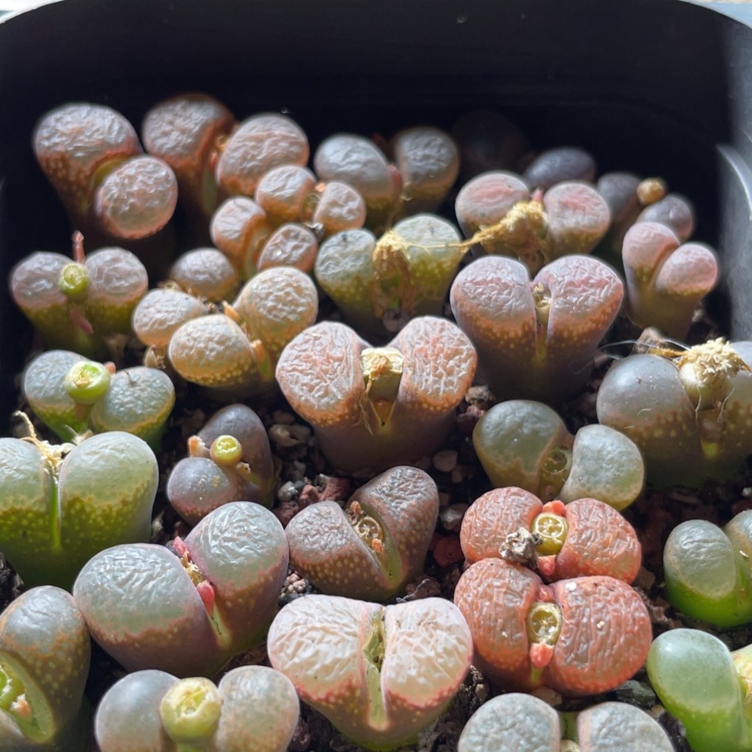 大盆特价一物一拍～62