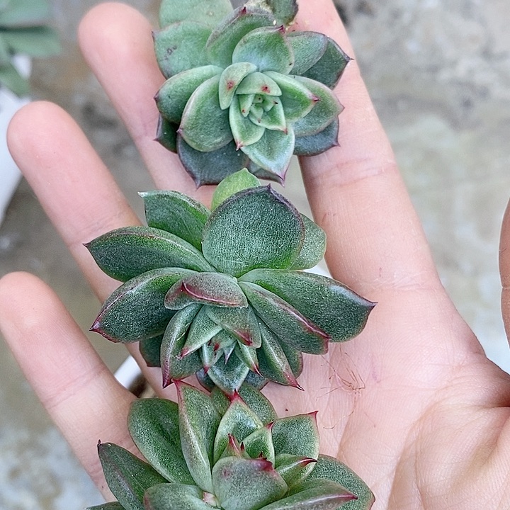 凸起玛丽亚一物一拍，