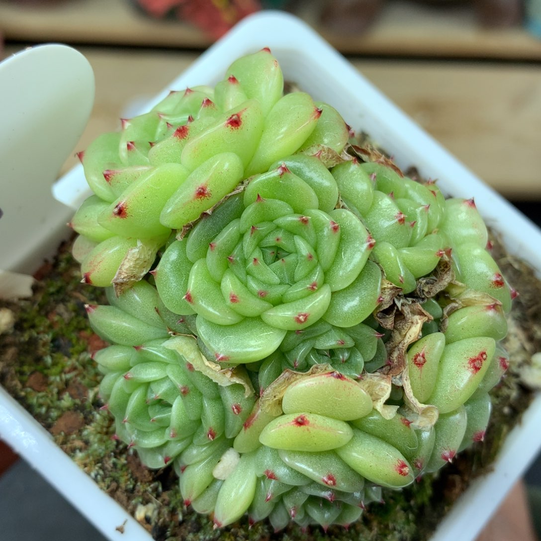 定繁珍妮麦秆群9