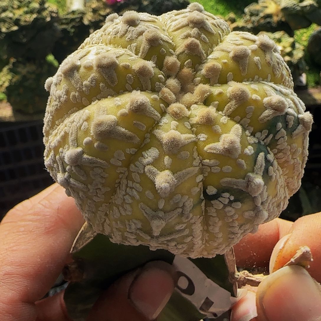 V兜锦110仙人球开花