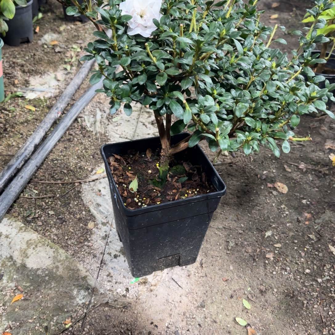 萍***完全开放紫光之舞