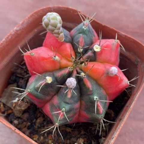 光辉牡丹锦5仙人球