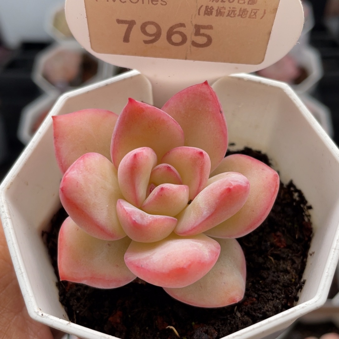 草莓泡芙7965-5.0厘米