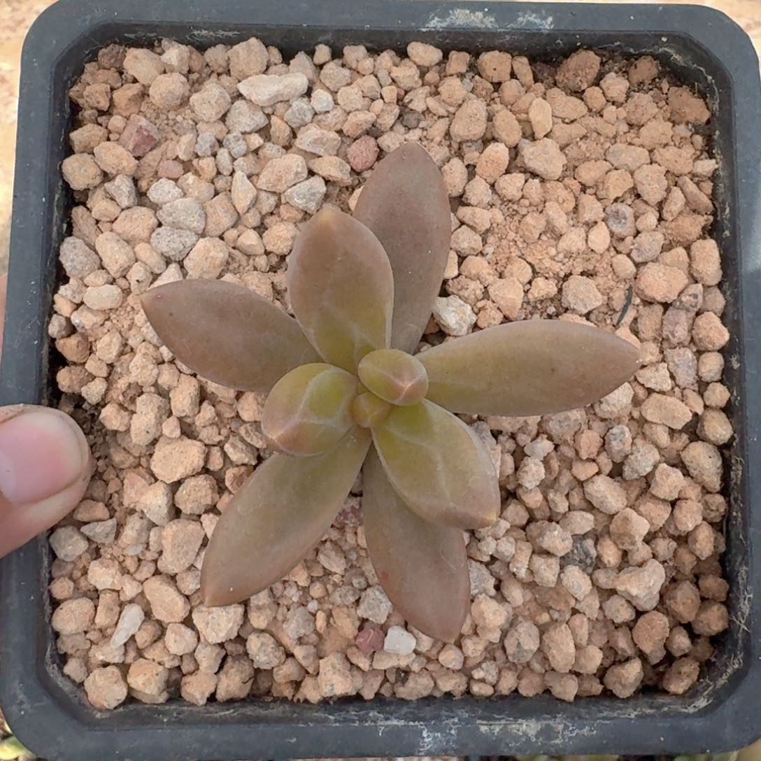 朵唯菲 薯条 单头  一物一拍