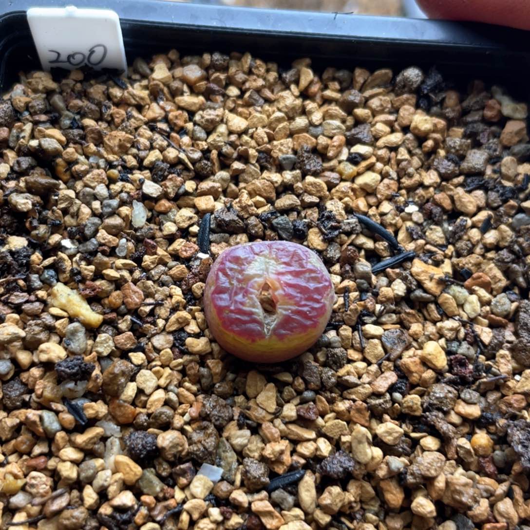 单头优选二代杂交一棵