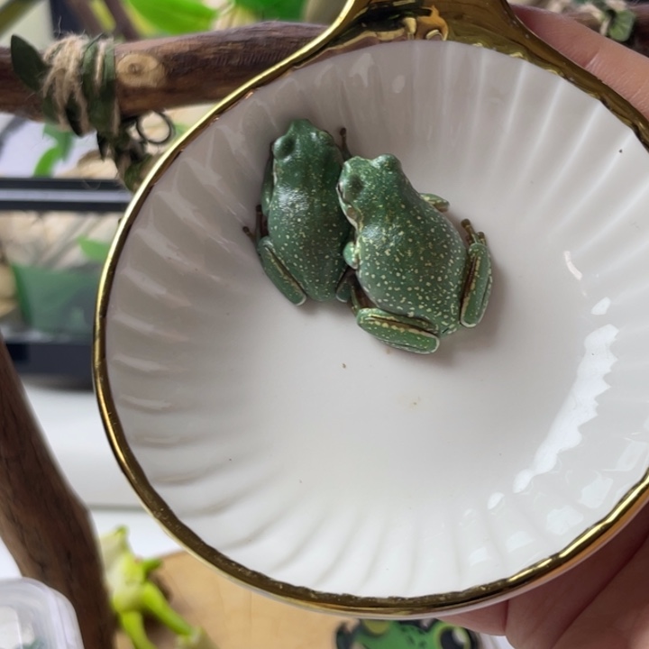 老爷树蛙一对澳蓝苗