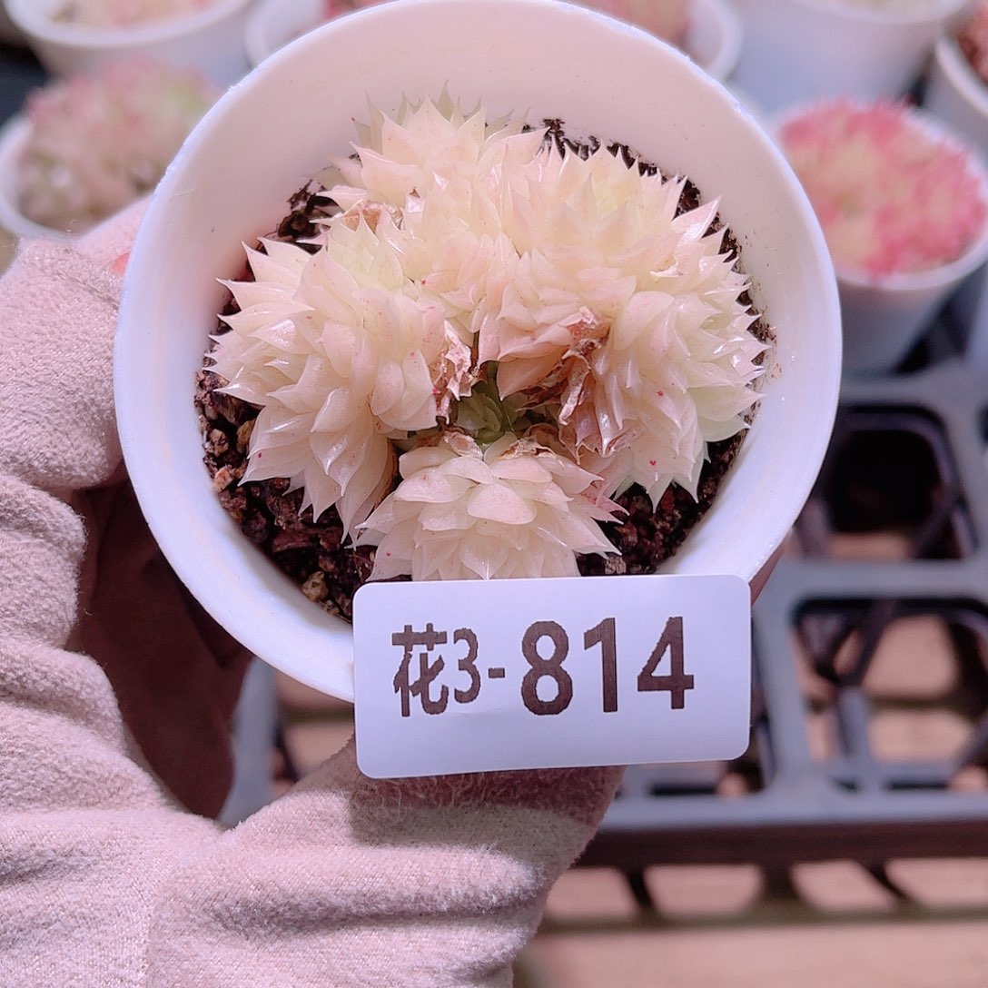 花利美3-814麦秆