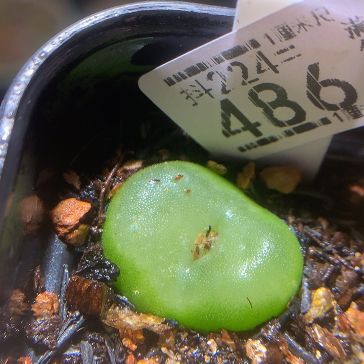 精品生石花224.486水晶鞋