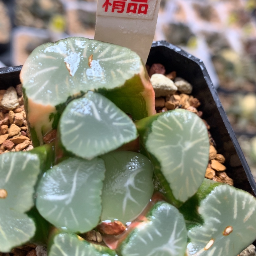 【闪购商品】373大宝