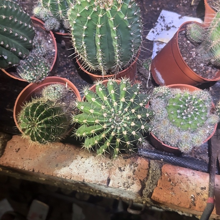 *****无花朵彩草哈哈哈哈哈哈哈哈哈