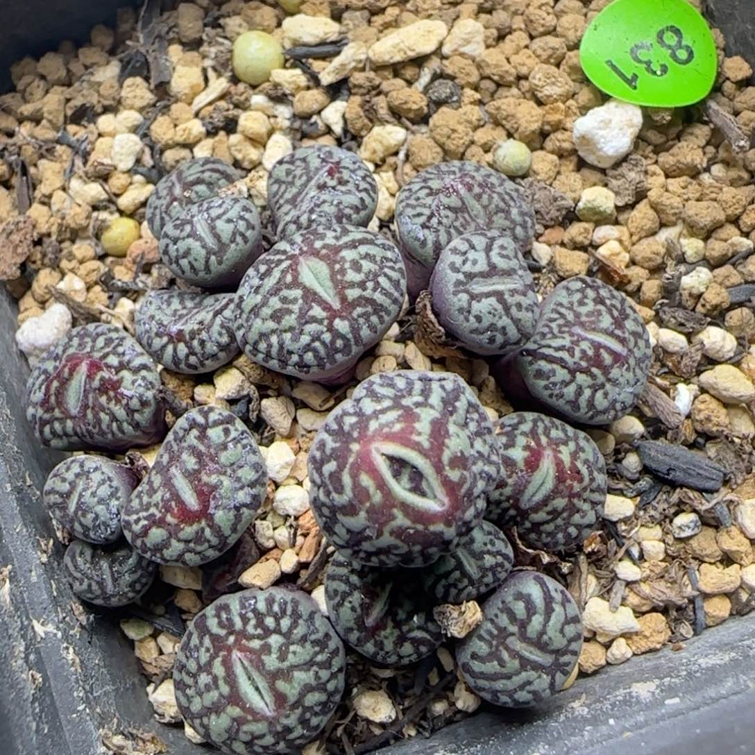 粗纹超墨群20头多肉831