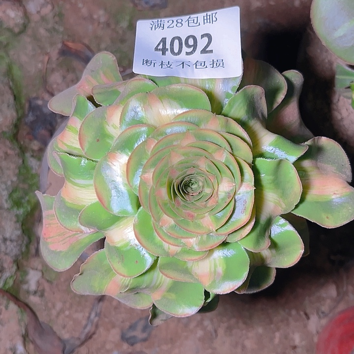 4092暴君多肉植物