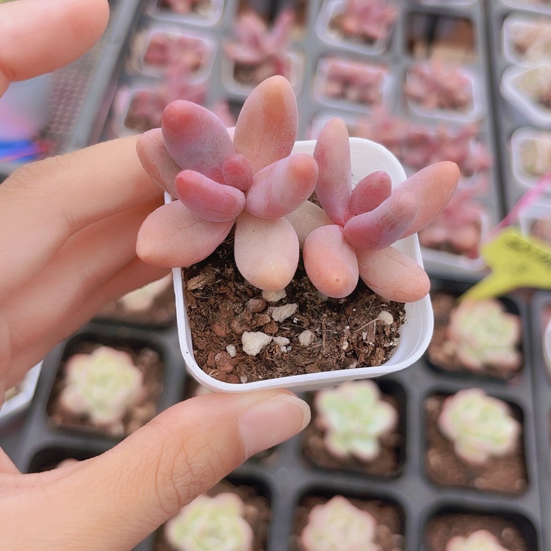 精品糖果美人多肉植物