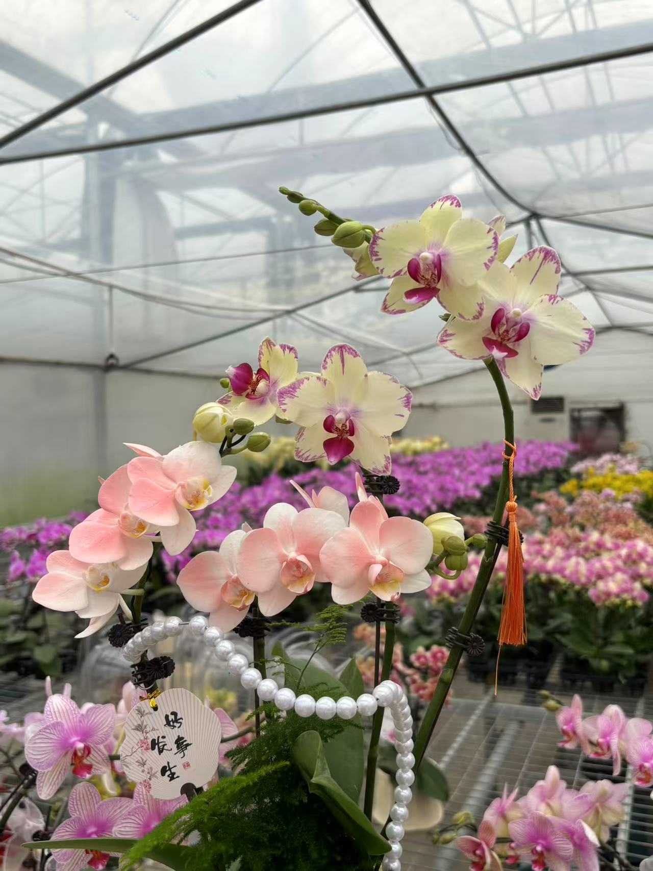 简香｛一物一拍298｝蝴蝶兰 花艺师高端精美艺术组盆