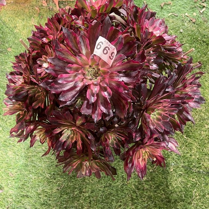 669雪姬多肉植物