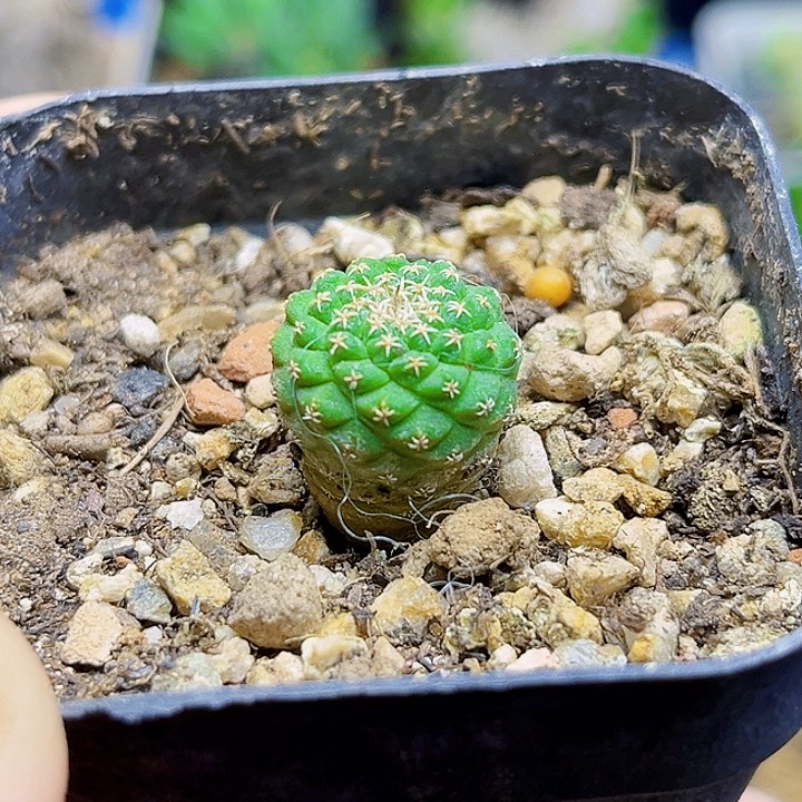 小尤菊水实生球一颗