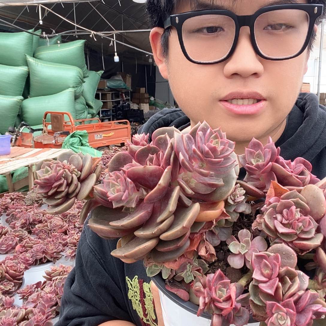 精控老桩大红袍特价