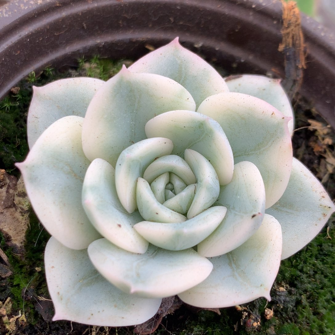 月亮仙子锦锦锦锦锦