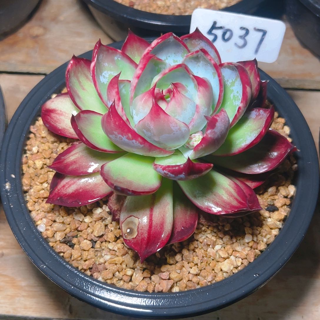 姣****囍惊鸿仙子一物一拍5037号