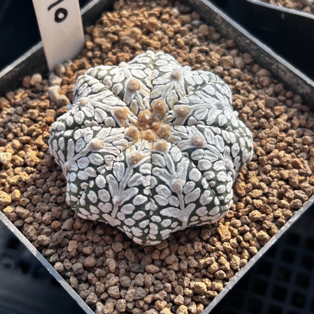 园艺仙人球/兜/实生海星体V兜/s10