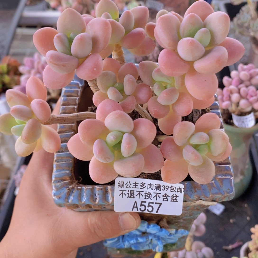花朵洛神老桩10cm557多肉植物