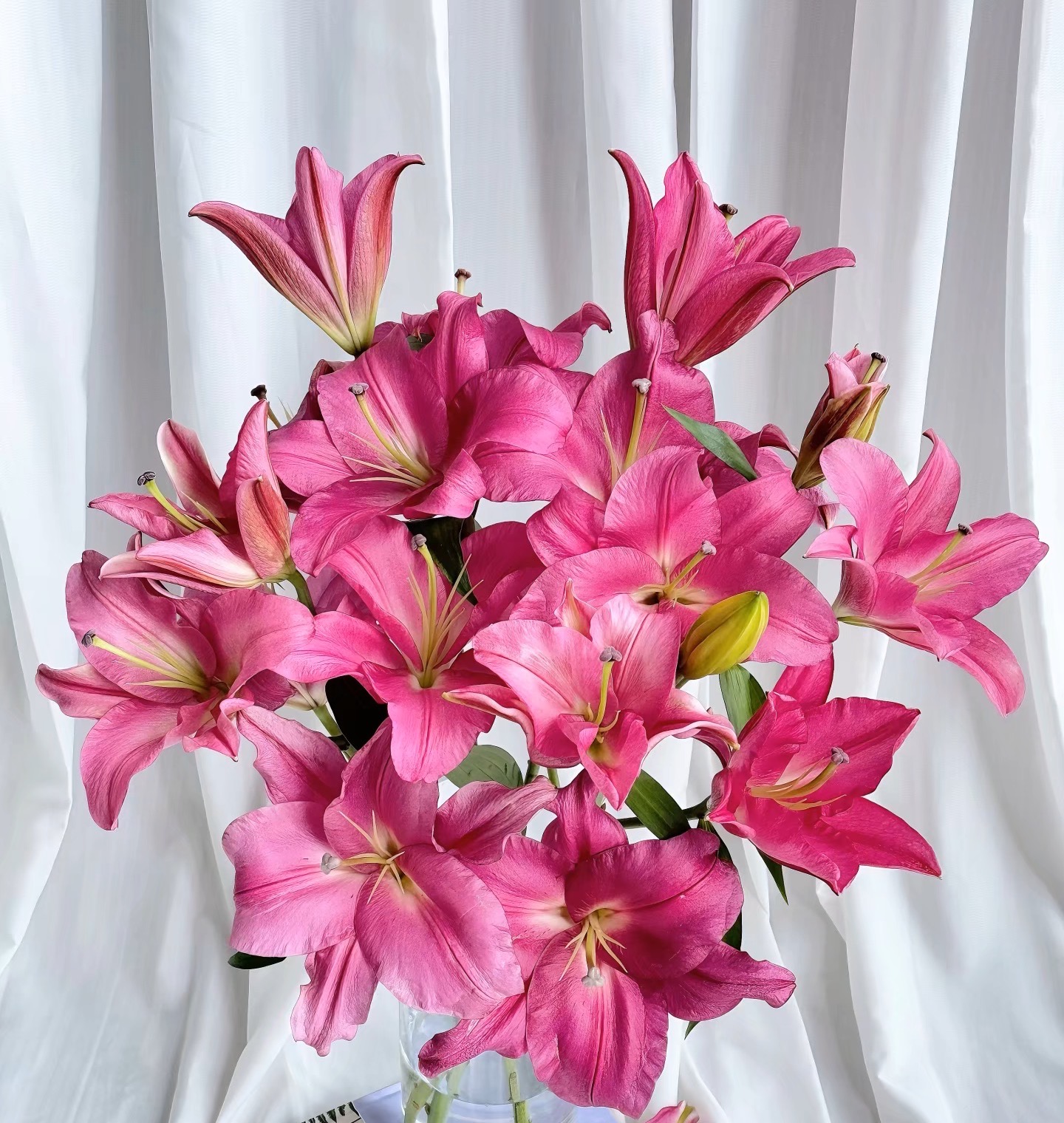 【一单包邮】护卫舰香水百合 【三单升级京东或顺丰】 云南基地直发