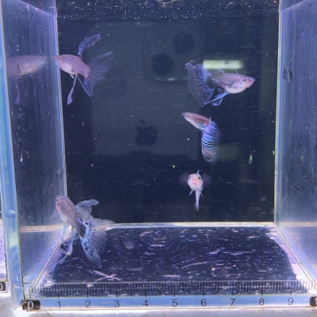 孔雀鱼兰草c3母2公