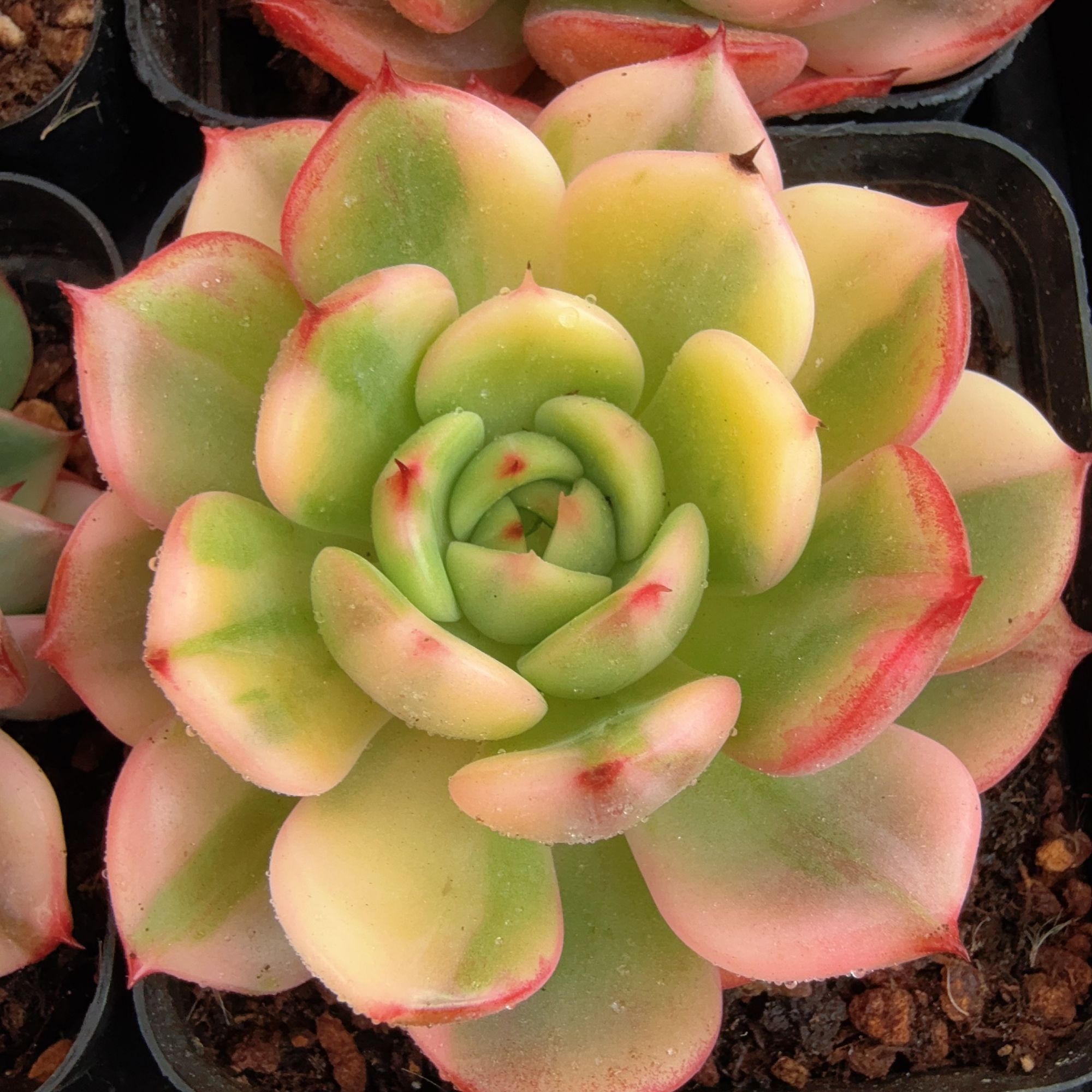 70#弗朗明戈锦带崽（4-6cm）脱土金先生精品多肉