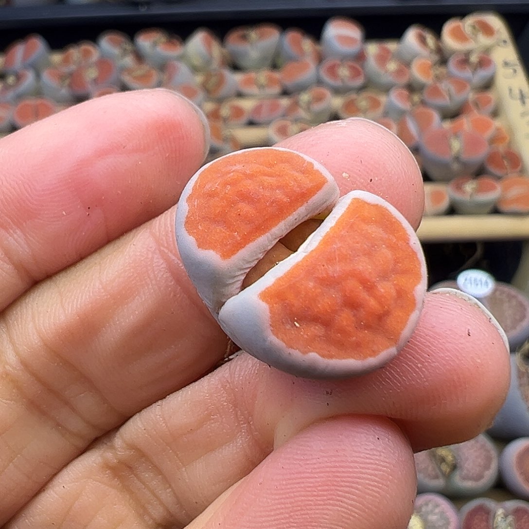 1527整点福利炸111111111