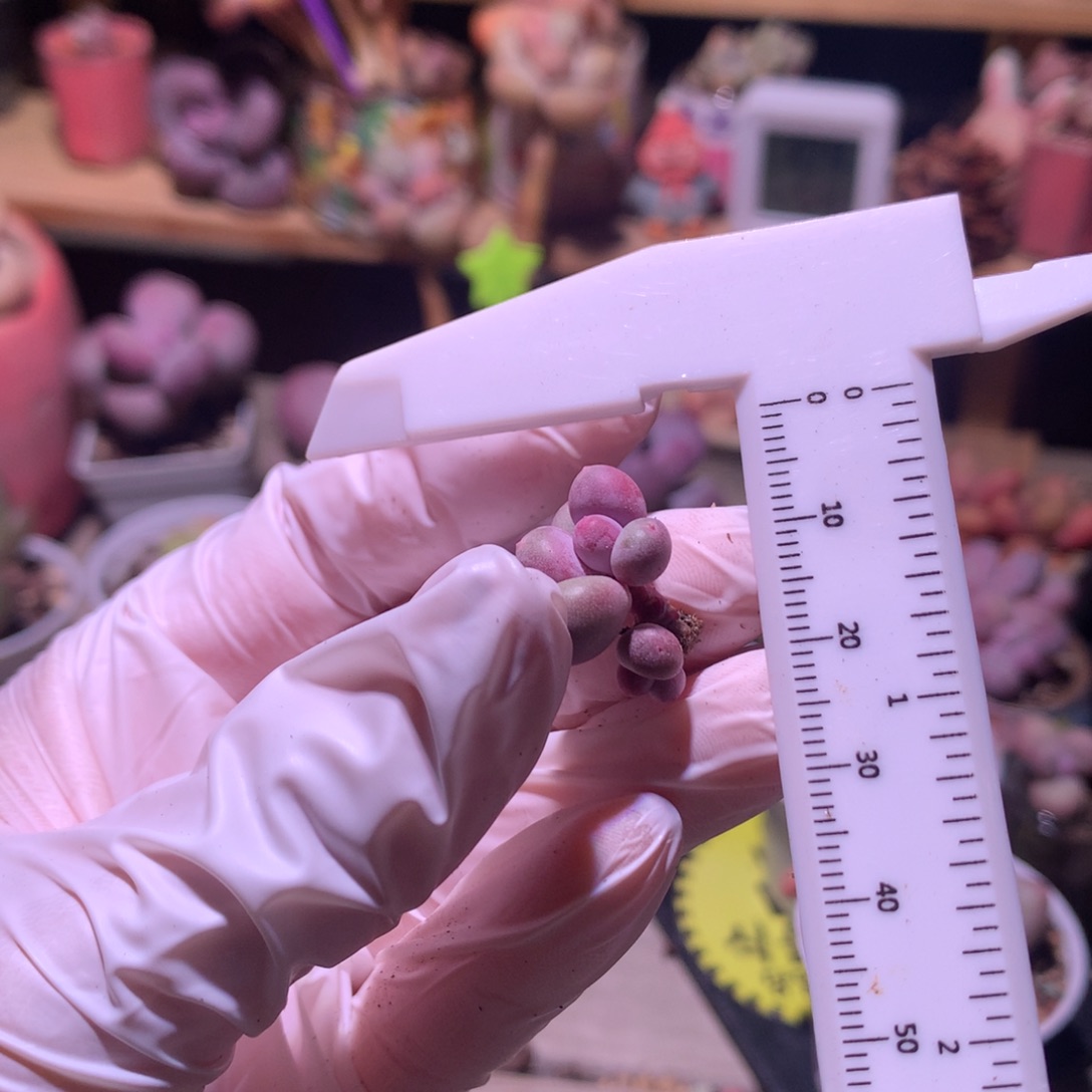 Mini彩虹奶酪多肉彩虹。