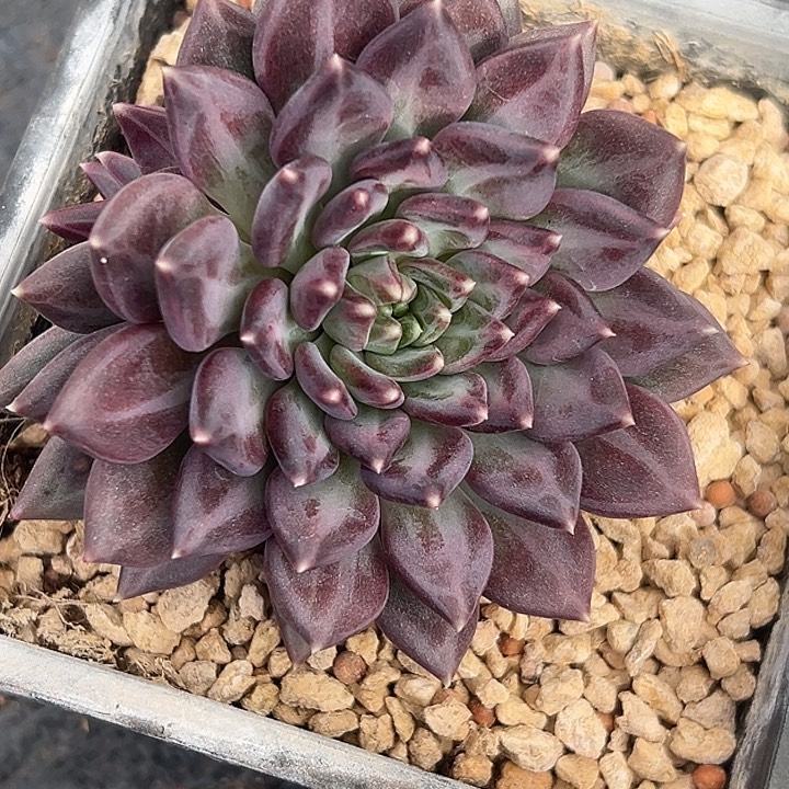 上****美人杂交特价多肉美人