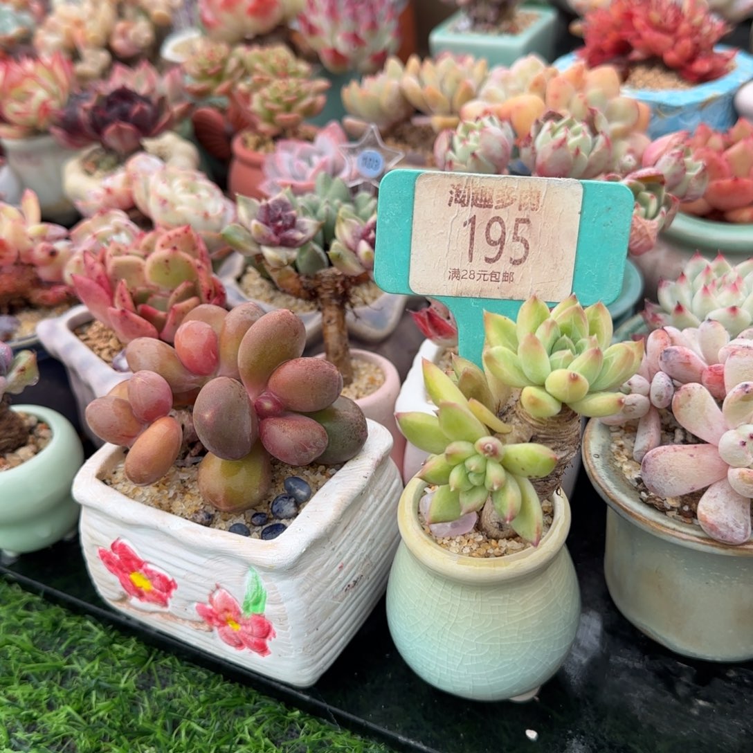 喂***魏多肉植物老庄小秘桔