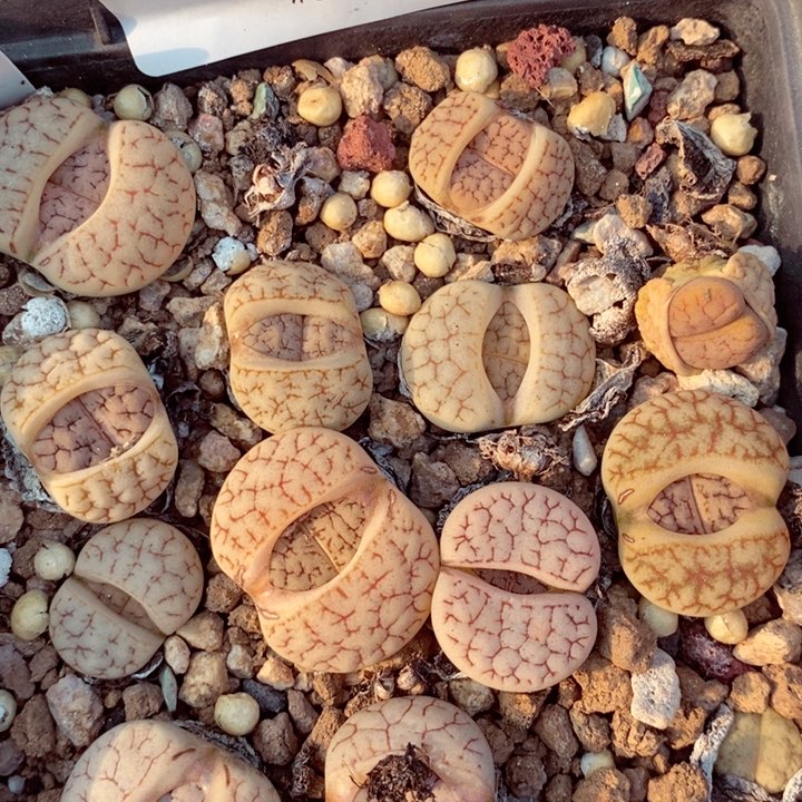 我是一只小小鸟地域鬼的726